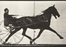 Plate 606 'Reuben' trotting, harnessed to sulky — figure reference